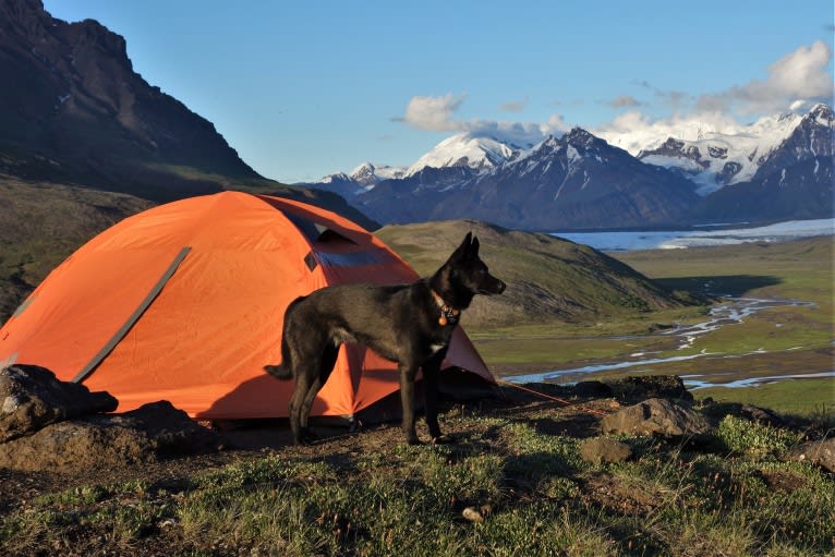 Floki, an Alaskan-type Husky tested with EmbarkVet.com