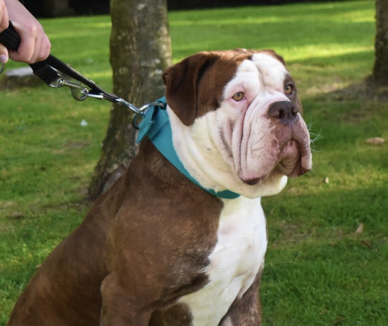 Maverick, an Alapaha Blue Blood Bulldog tested with EmbarkVet.com