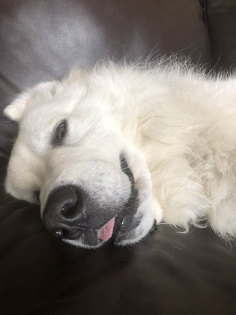 Looney “Chik’in Mini Bandit” Bear, a Great Pyrenees tested with EmbarkVet.com