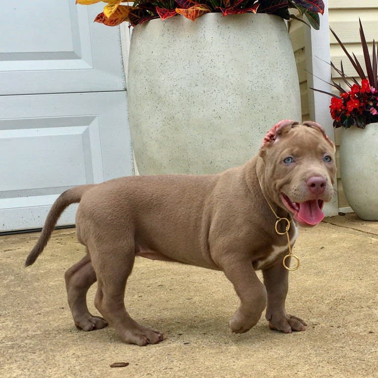 Raya, an American Bully tested with EmbarkVet.com