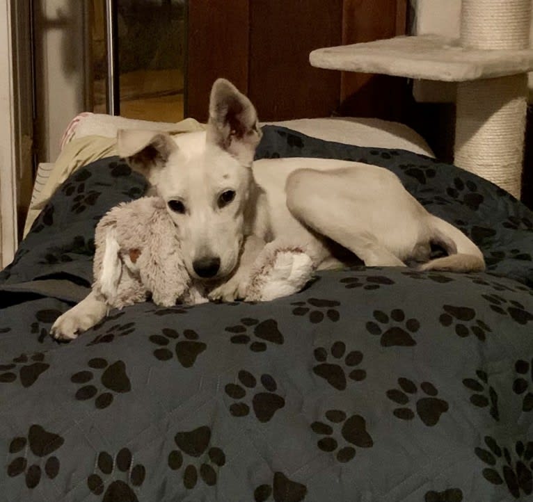 Chester, a Siberian Husky and American Pit Bull Terrier mix tested with EmbarkVet.com