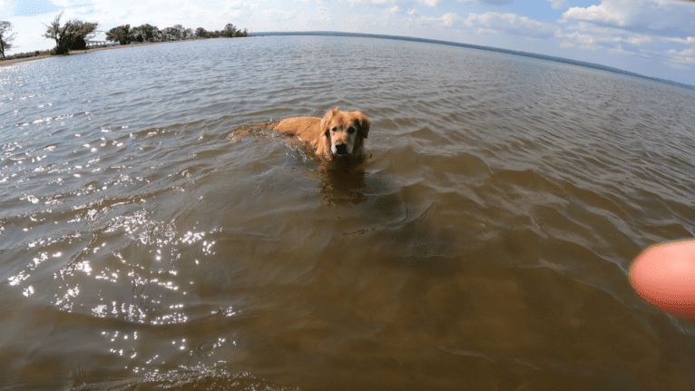 Timber “Gross Manor’s I’ll Be The One You Won’t Forget”, a Golden Retriever tested with EmbarkVet.com