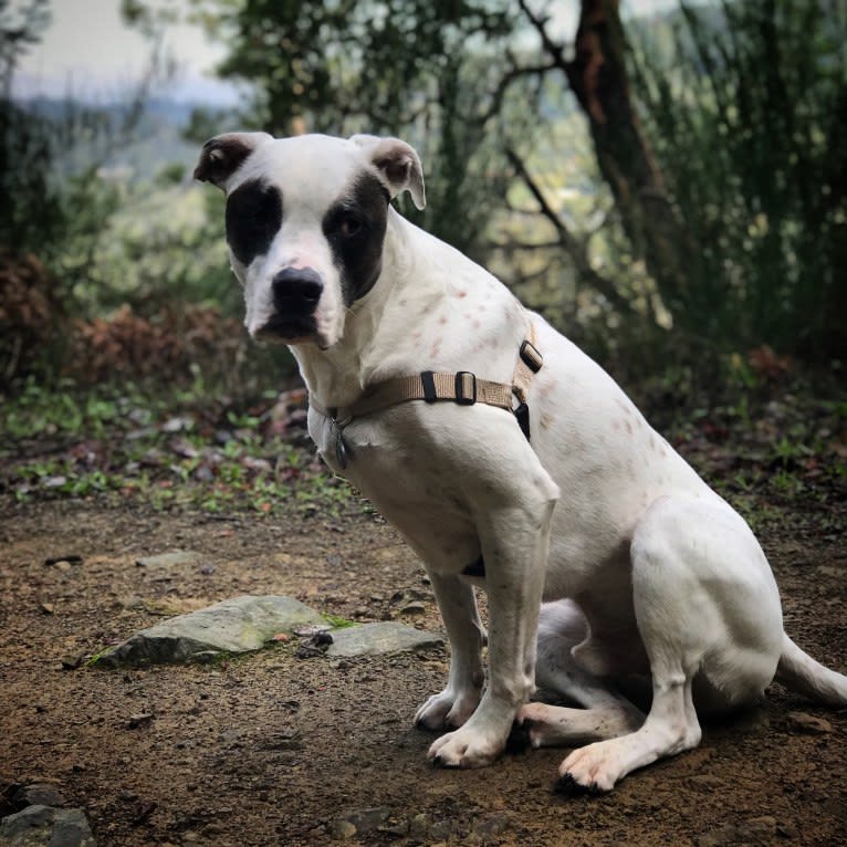 Aubin, an American Bulldog and Brittany mix tested with EmbarkVet.com