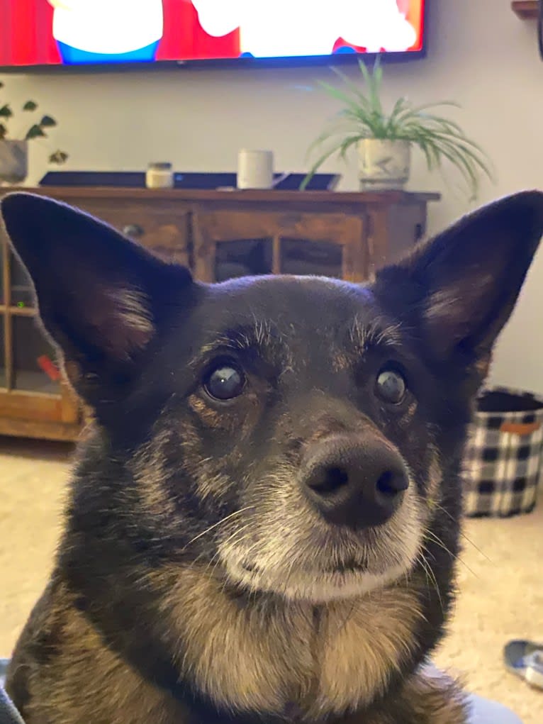 Brutus, a Norwegian Elkhound and Australian Cattle Dog mix tested with EmbarkVet.com