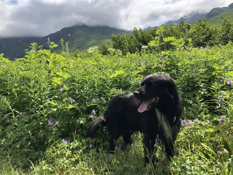 Beauregard, a Cocker Spaniel and Mountain Cur mix tested with EmbarkVet.com