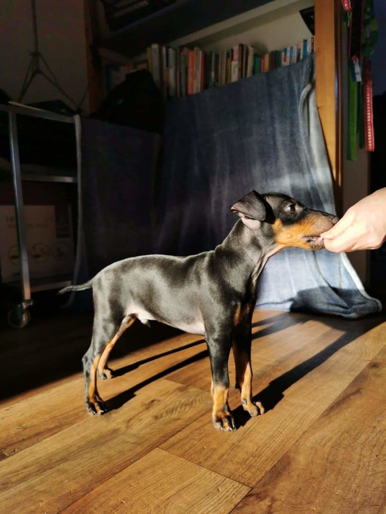 Basil, a Manchester Terrier (Toy) and Russell-type Terrier mix tested with EmbarkVet.com