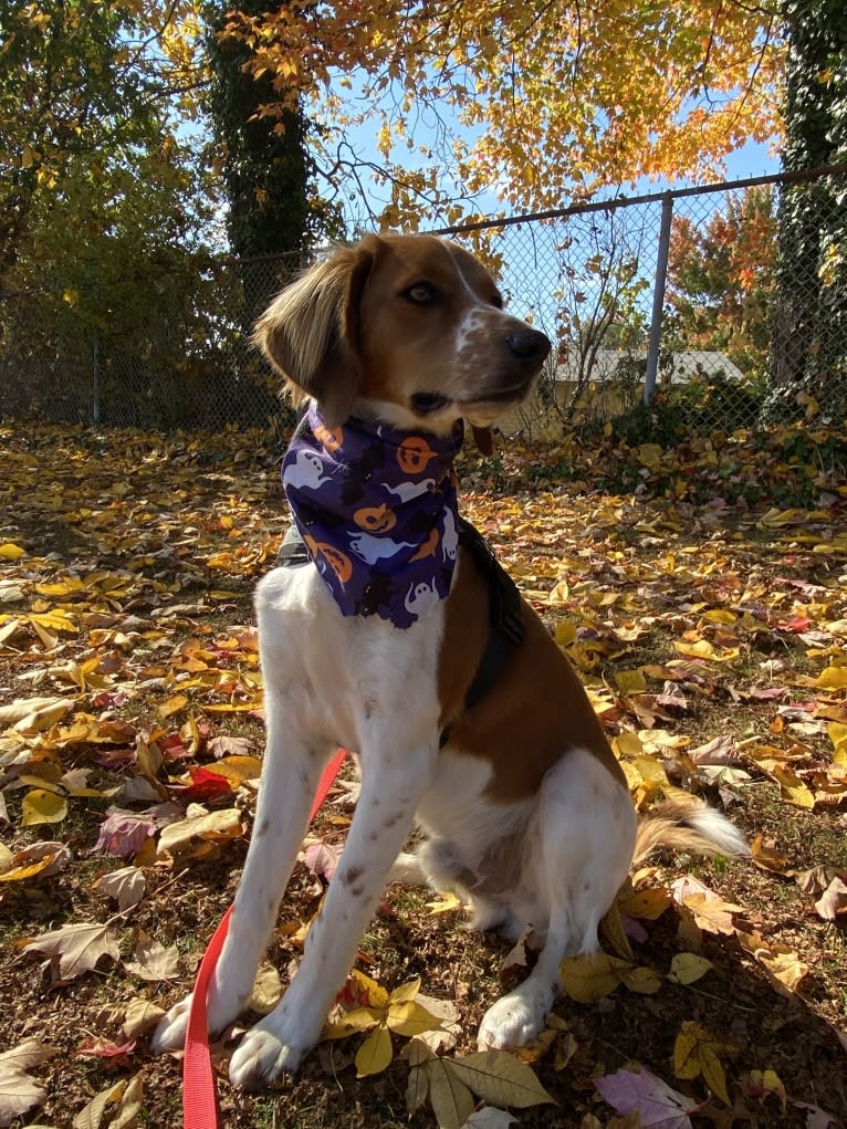 Brooks, an American English Coonhound tested with EmbarkVet.com