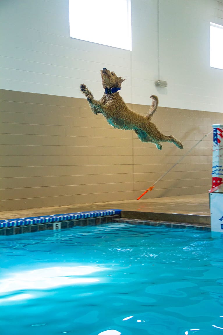 Bunker, a Goldendoodle tested with EmbarkVet.com