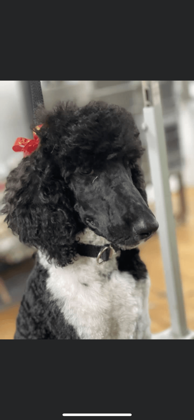 Lettie, a Poodle (Standard) tested with EmbarkVet.com