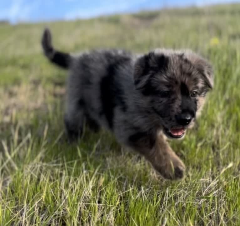 Stubby, a German Shepherd Dog tested with EmbarkVet.com