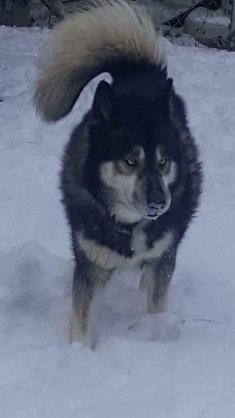 Eeko, a Siberian Husky tested with EmbarkVet.com