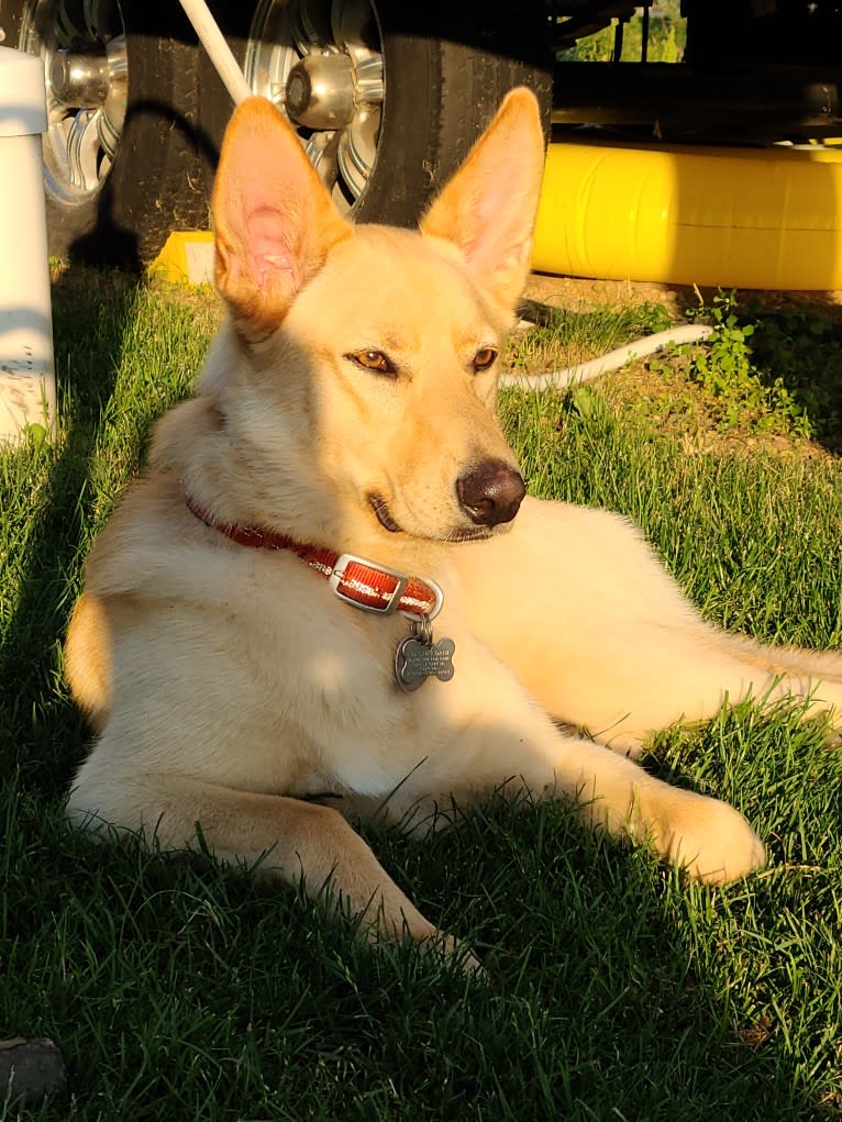 Winnie, a German Shepherd Dog and Siberian Husky mix tested with EmbarkVet.com