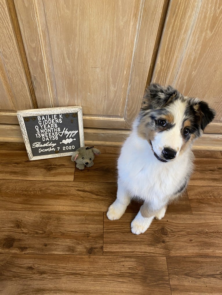 Bailie (Skyecoves Boss Dog is Out Of This World), an Australian Shepherd tested with EmbarkVet.com