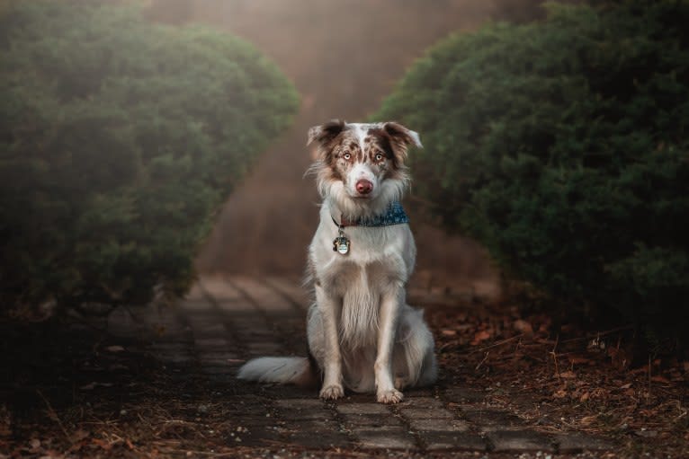 Spurs N Ashes, a Border Collie tested with EmbarkVet.com