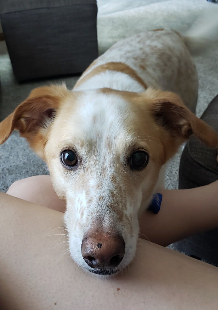 Triscuit, a Labrador Retriever and Brittany mix tested with EmbarkVet.com