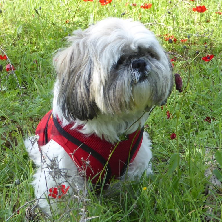 Einstein, a Shih Tzu tested with EmbarkVet.com