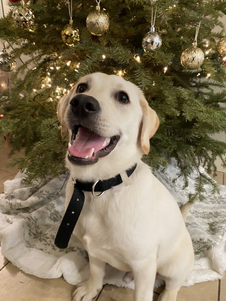 Pongo, a Labrador Retriever tested with EmbarkVet.com