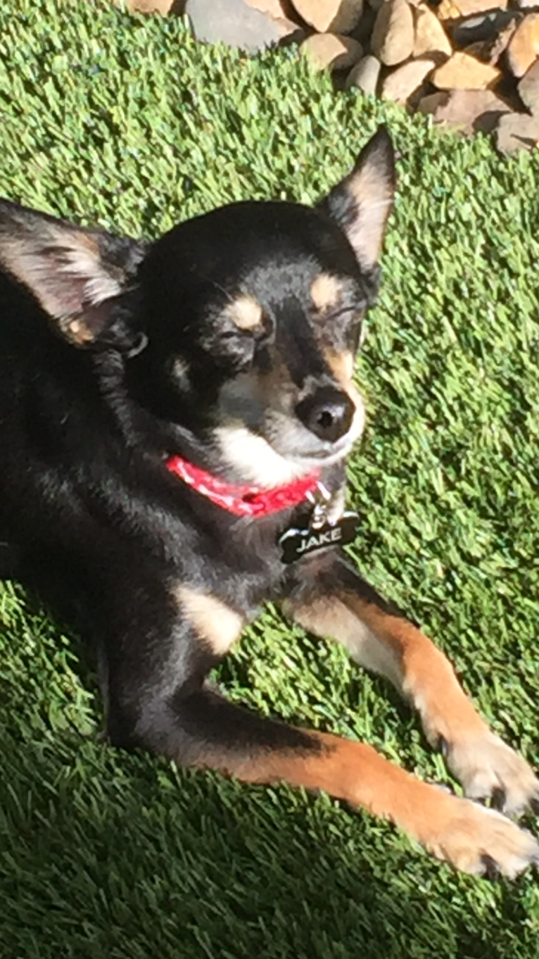 Jake, a Chihuahua and Dachshund mix tested with EmbarkVet.com