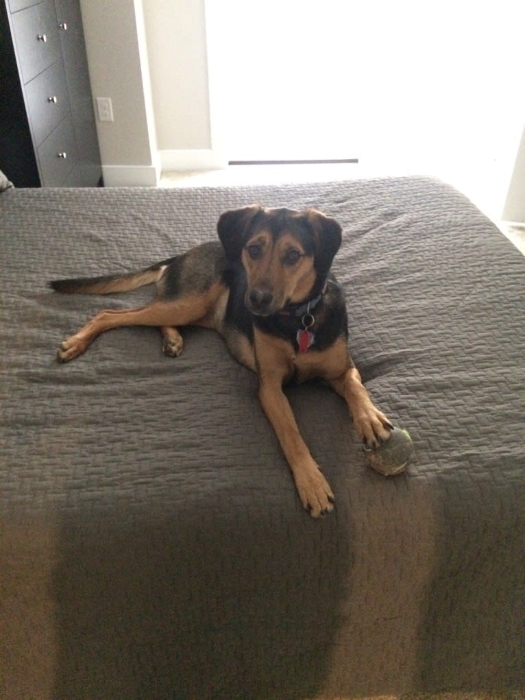 Tamby, an American Foxhound and German Shepherd Dog mix tested with EmbarkVet.com