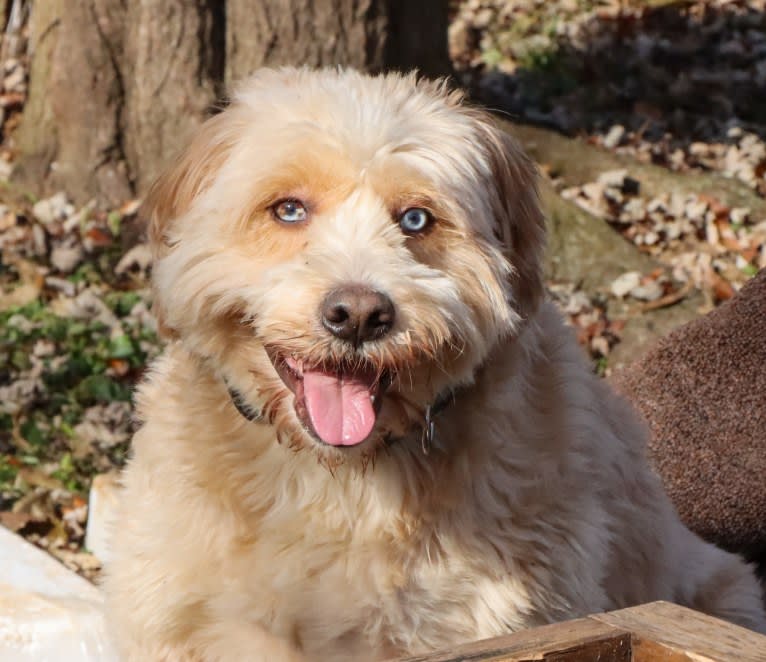 Leo, a Beagle and Golden Retriever mix tested with EmbarkVet.com