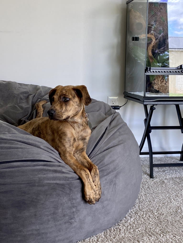 Lyza, a Catahoula Leopard Dog and American Pit Bull Terrier mix tested with EmbarkVet.com