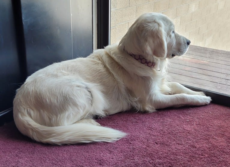 Navilis F Vera angeni, a Golden Retriever tested with EmbarkVet.com