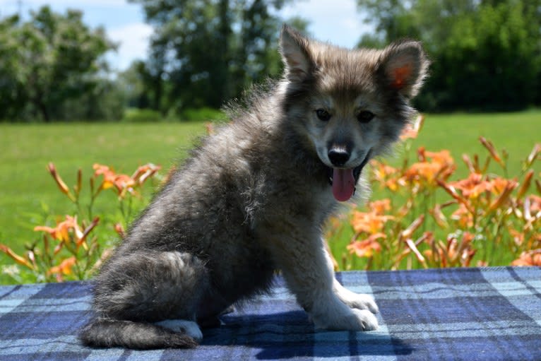 Draco, a Czechoslovakian Vlcak and German Shepherd Dog mix tested with EmbarkVet.com