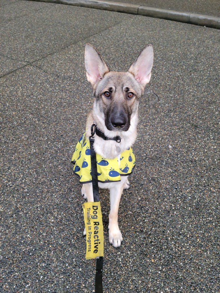 Photo of Kaido, a German Shepherd Dog  in Arlington, Washington, USA