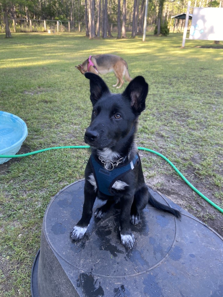 Donny El Dante, a Border Collie and German Shepherd Dog mix tested with EmbarkVet.com