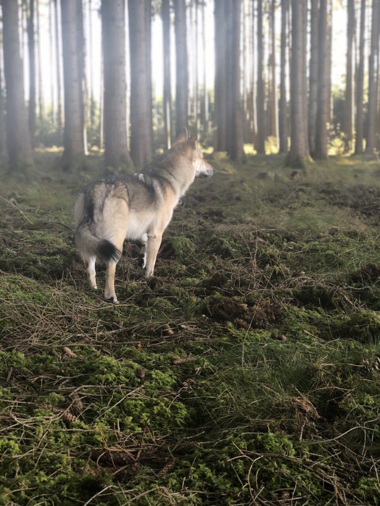 Freki a dog tested with EmbarkVet.com