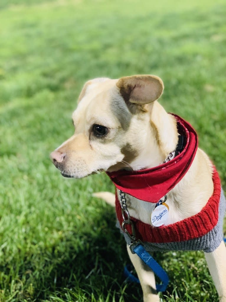 Dusty, a Poodle (Small) and Chihuahua mix tested with EmbarkVet.com