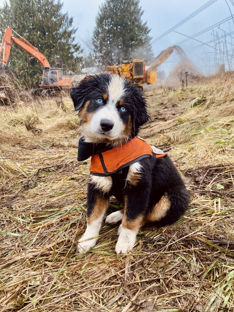 Oliver Webster, an Australian Shepherd tested with EmbarkVet.com