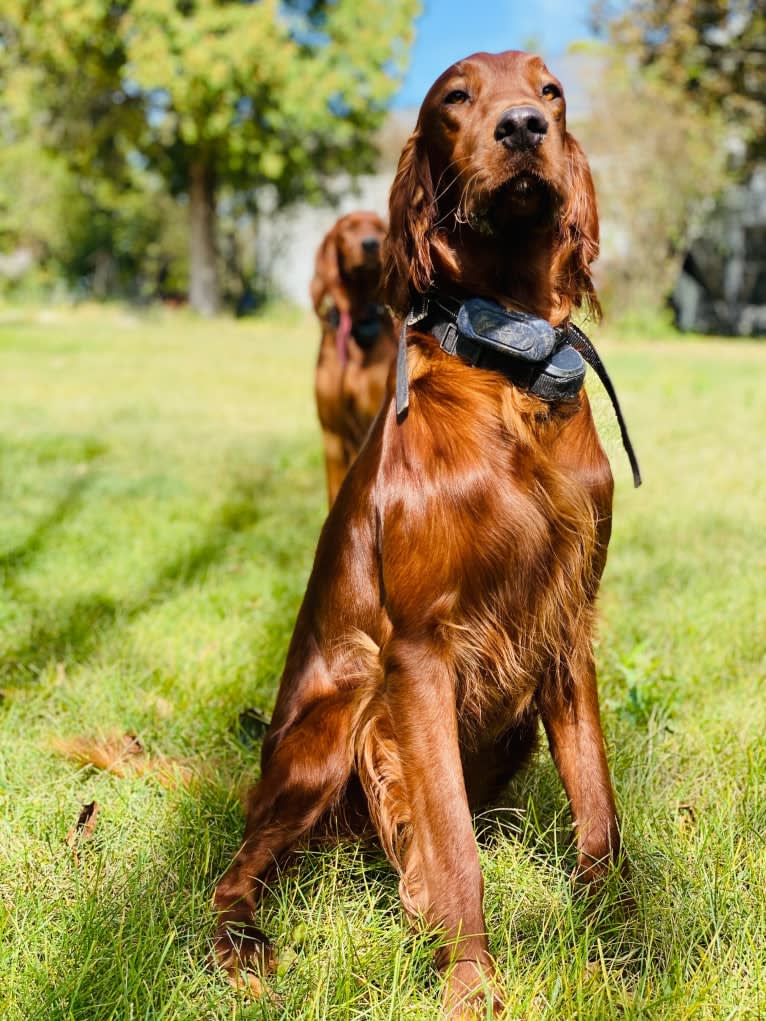 Toby Lee, an Irish Setter tested with EmbarkVet.com