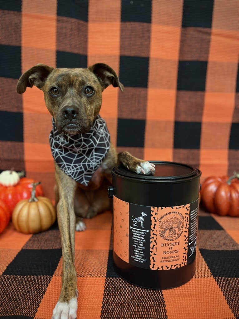 Kiwi, an American Pit Bull Terrier and Chihuahua mix tested with EmbarkVet.com