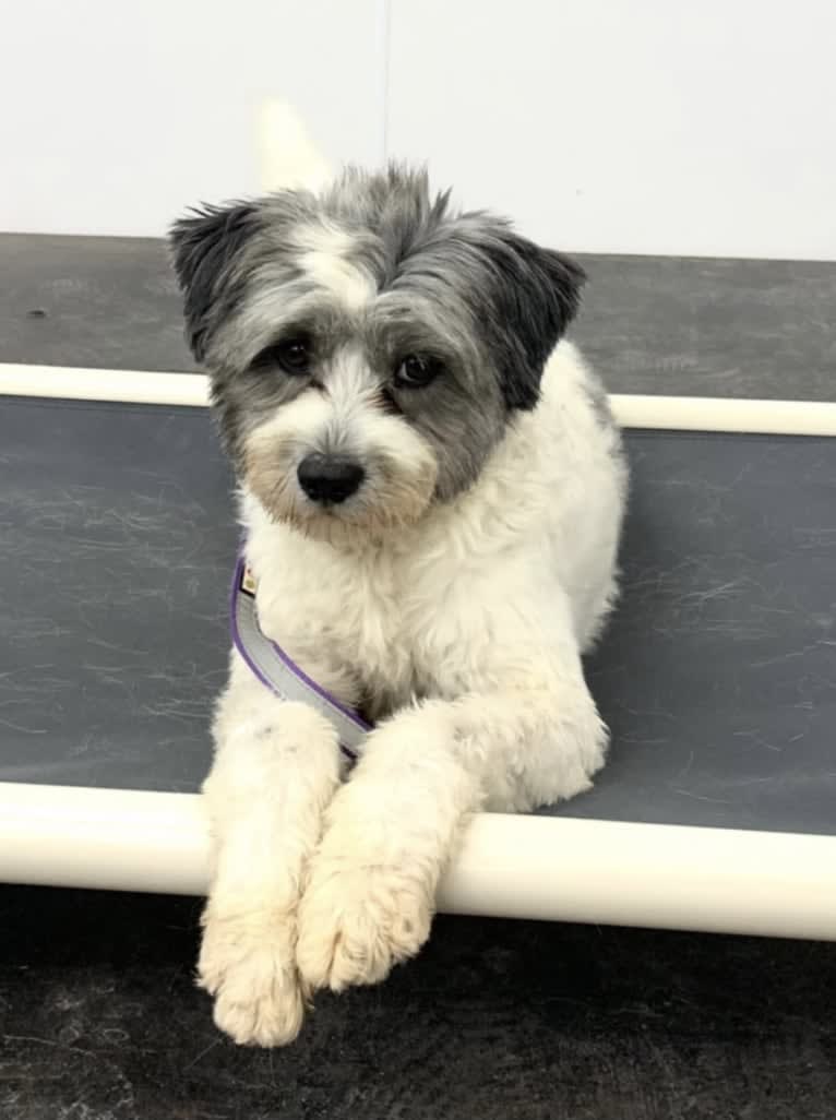Echo, an Arabian Village Dog and Pekingese mix tested with EmbarkVet.com