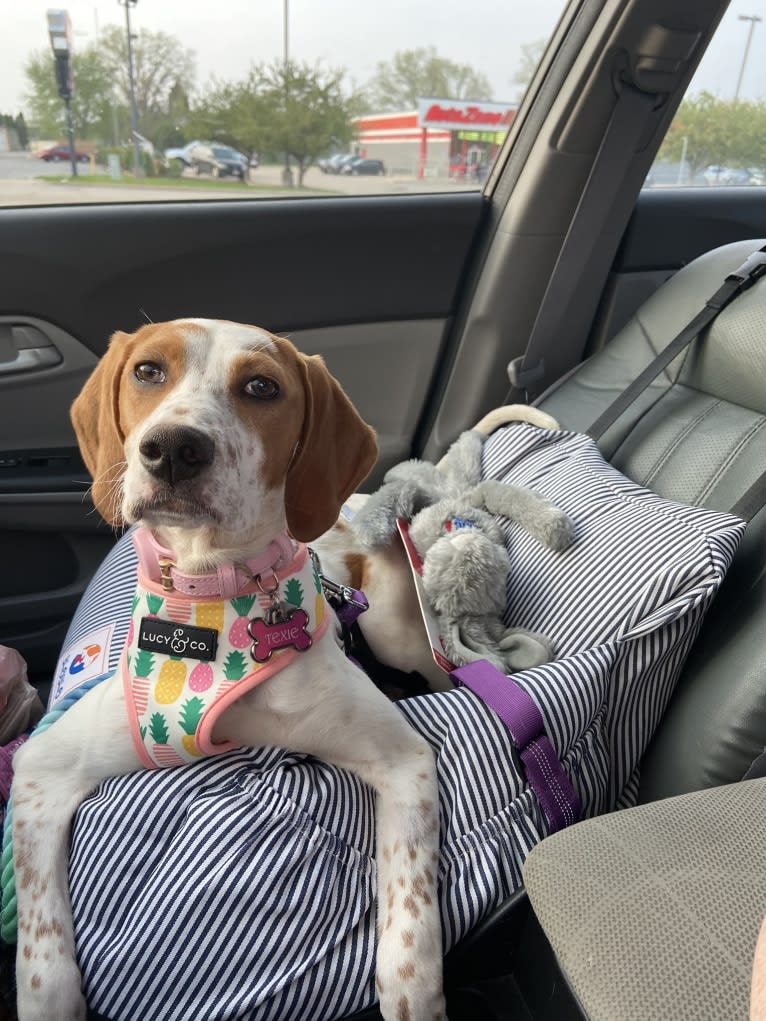 Texie, a Pointer and Llewellin Setter mix tested with EmbarkVet.com