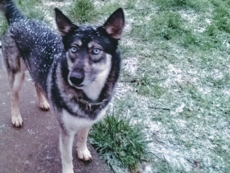 Basha, a Siberian Husky and German Shepherd Dog mix tested with EmbarkVet.com