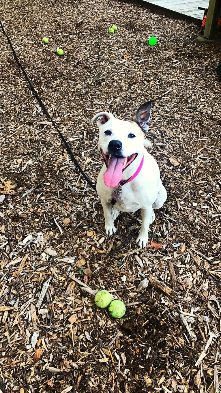 Belle, an American Pit Bull Terrier and Chow Chow mix tested with EmbarkVet.com