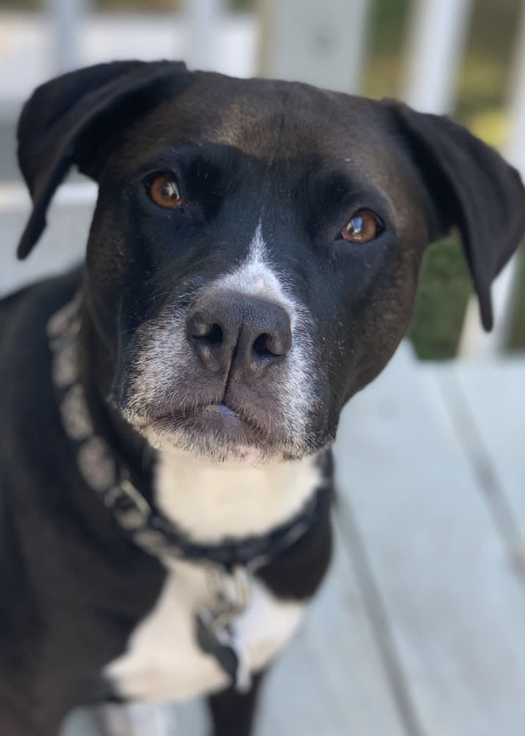 Wilson Xavier, a Boxer and Labrador Retriever mix tested with EmbarkVet.com