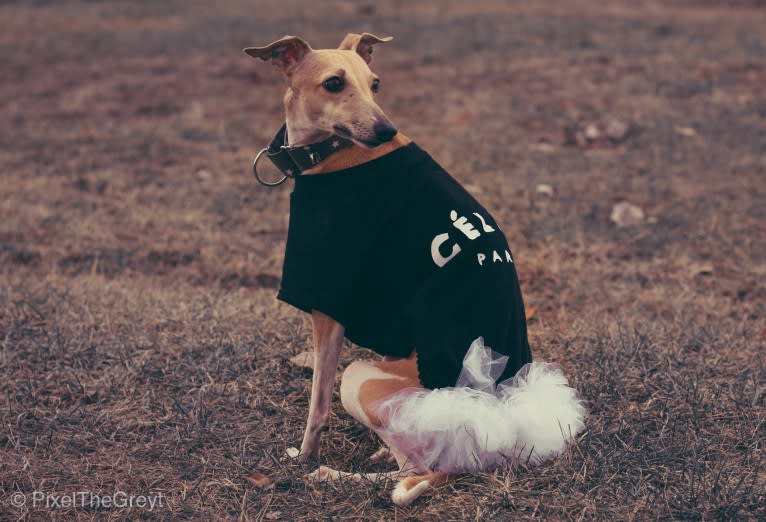 Ellie, a Whippet tested with EmbarkVet.com