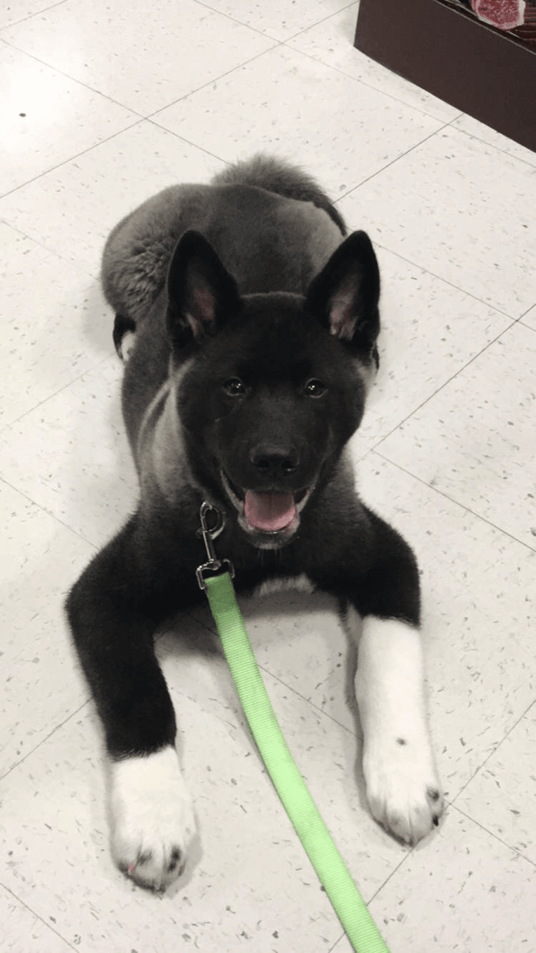 Aengus, an Akita tested with EmbarkVet.com