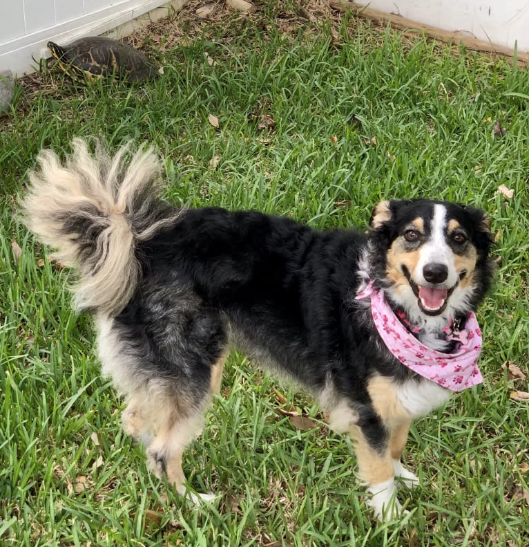 Jasper, an English Shepherd tested with EmbarkVet.com