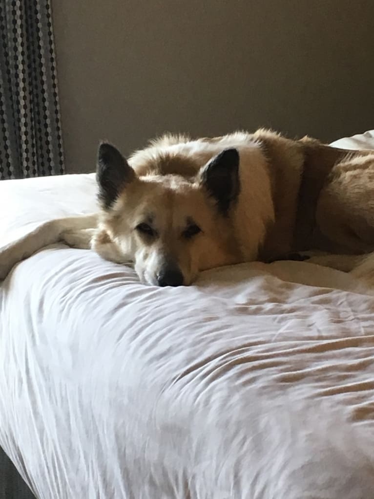 Kiva, a Canaan Dog tested with EmbarkVet.com