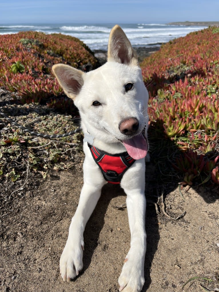 Zeke, a Japanese or Korean Village Dog tested with EmbarkVet.com