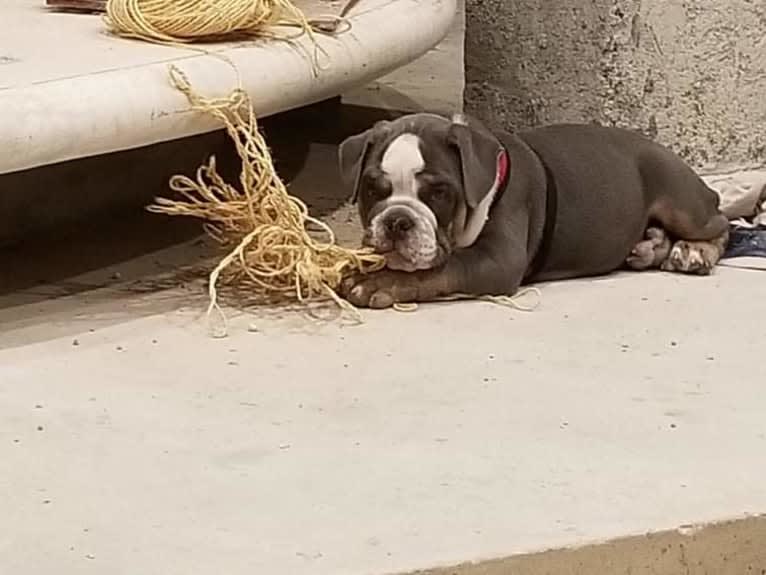 Soldado, a Bulldog tested with EmbarkVet.com