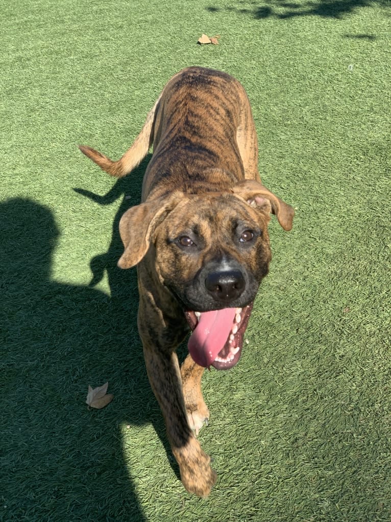 Milo, a Boxer and Siberian Husky mix tested with EmbarkVet.com