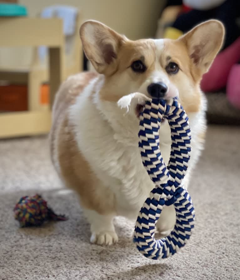 Kudzu (Zuzu), a Pembroke Welsh Corgi tested with EmbarkVet.com