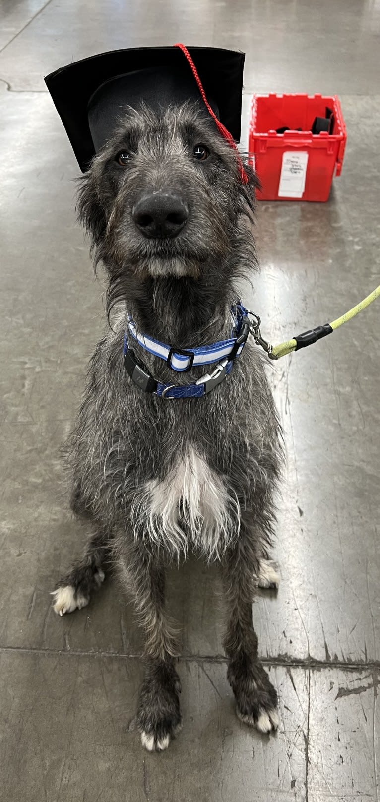 Tipper, an Irish Wolfhound tested with EmbarkVet.com