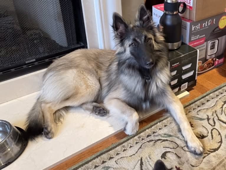 Ticket, a Belgian Shepherd tested with EmbarkVet.com