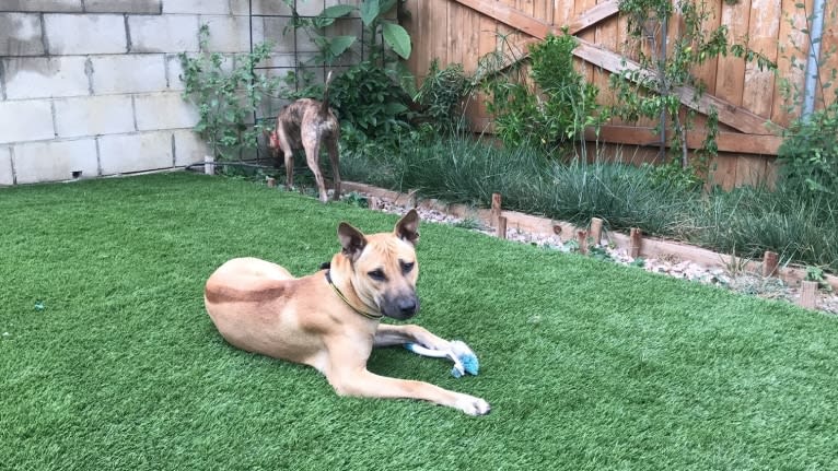 FREEDOM, a Phu Quoc Ridgeback tested with EmbarkVet.com